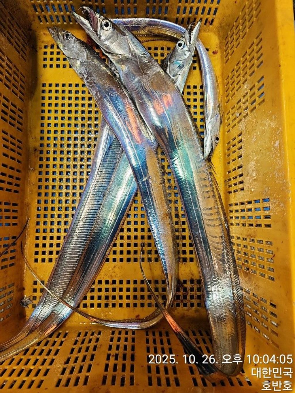 낚시뚜,갈치,통영 신전항,통영호반호,낚시뚜40