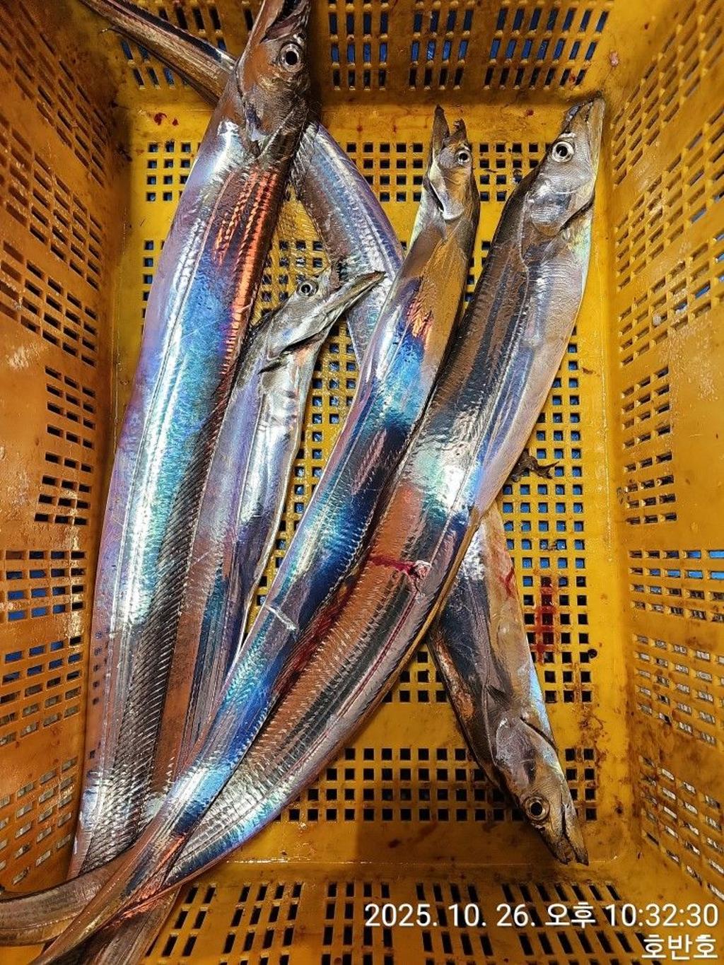낚시뚜,갈치,통영 신전항,통영호반호,낚시뚜39