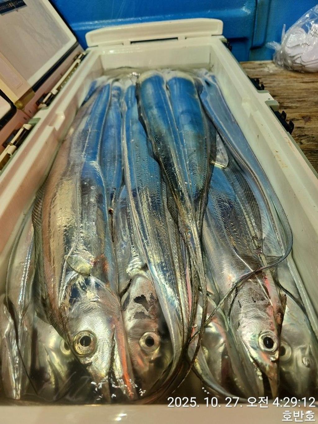 낚시뚜,갈치,통영 신전항,통영호반호,낚시뚜38