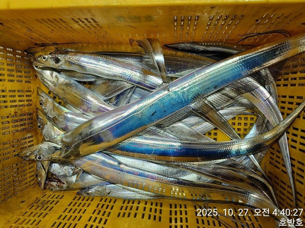 낚시뚜,갈치,통영 신전항,통영호반호,낚시뚜36