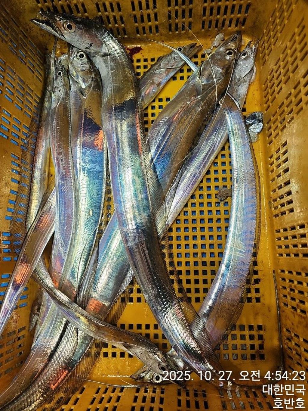 낚시뚜,갈치,통영 신전항,통영호반호,낚시뚜32
