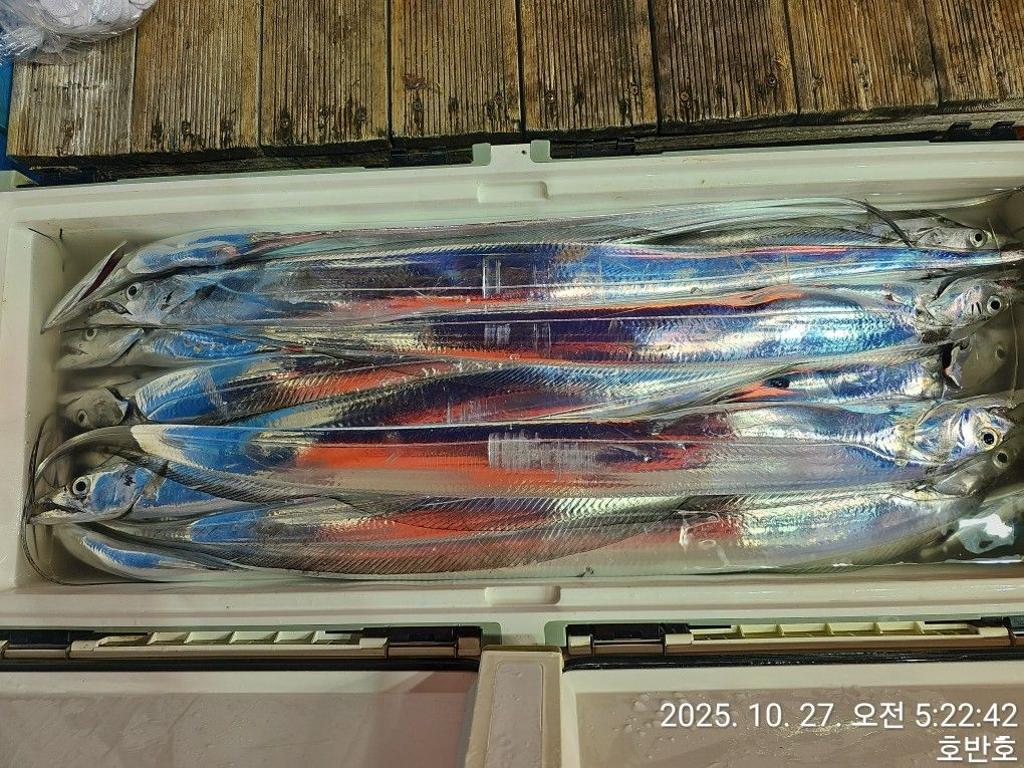낚시뚜,갈치,통영 신전항,통영호반호,낚시뚜31