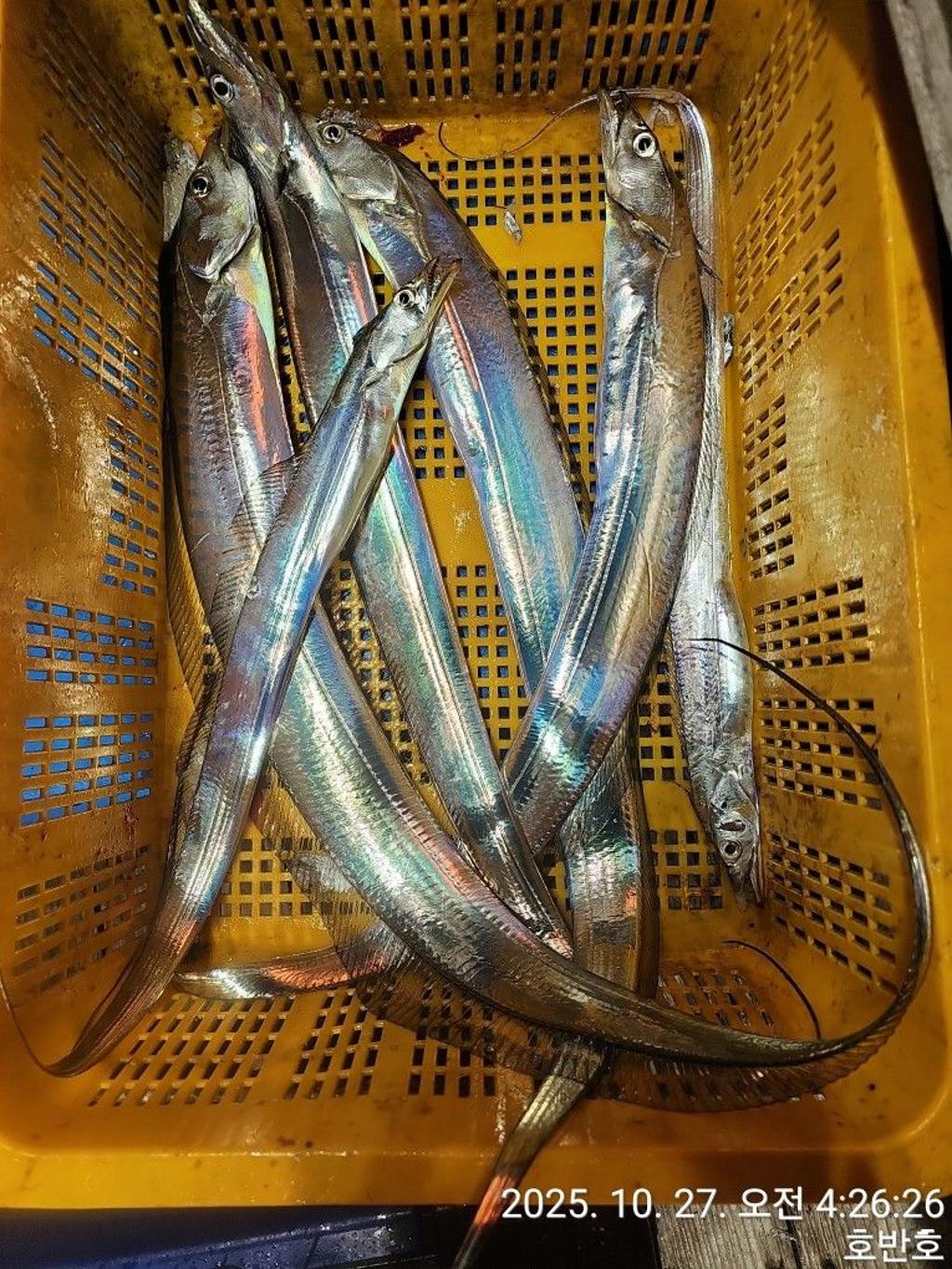 낚시뚜,갈치,통영 신전항,통영호반호,낚시뚜27