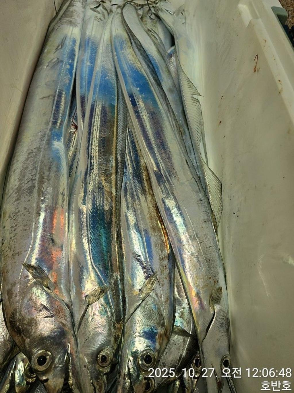 낚시뚜,갈치,통영 신전항,통영호반호,낚시뚜6