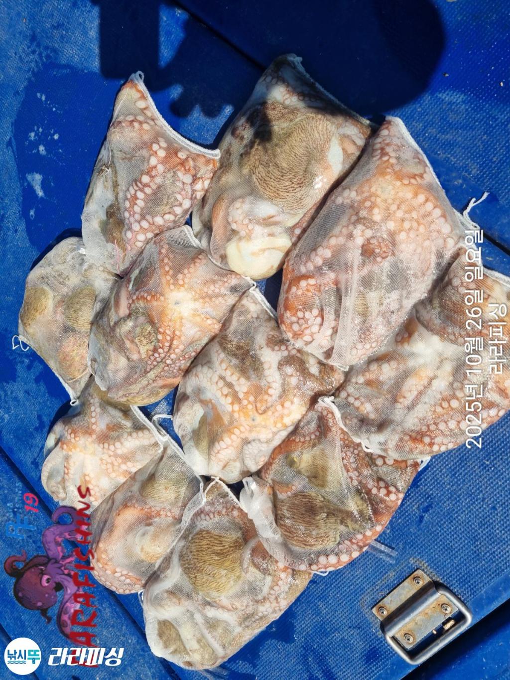 낚시뚜,돌문어,속천항(진해),라라피싱,낚시뚜19