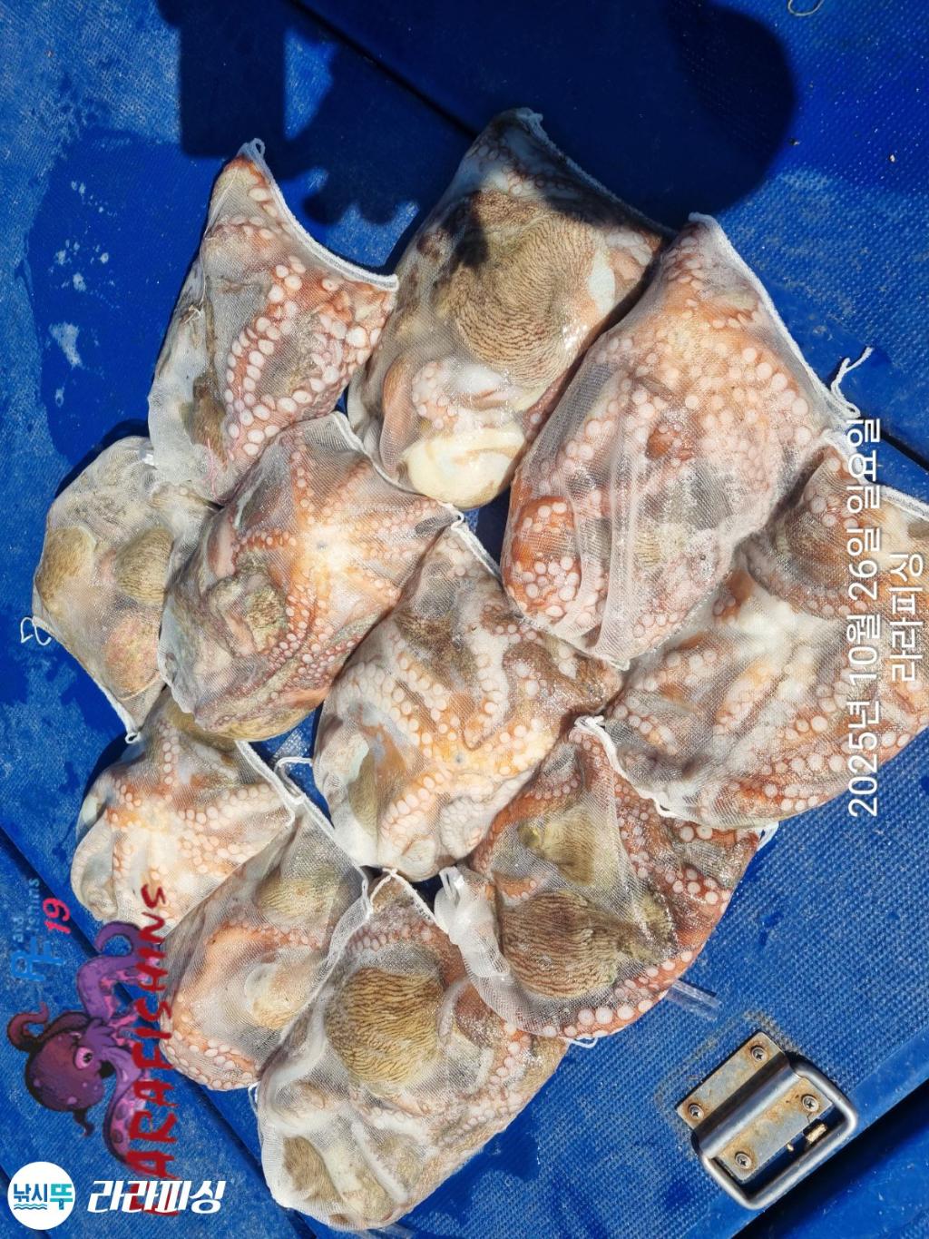 낚시뚜,돌문어,속천항(진해),라라피싱,낚시뚜18