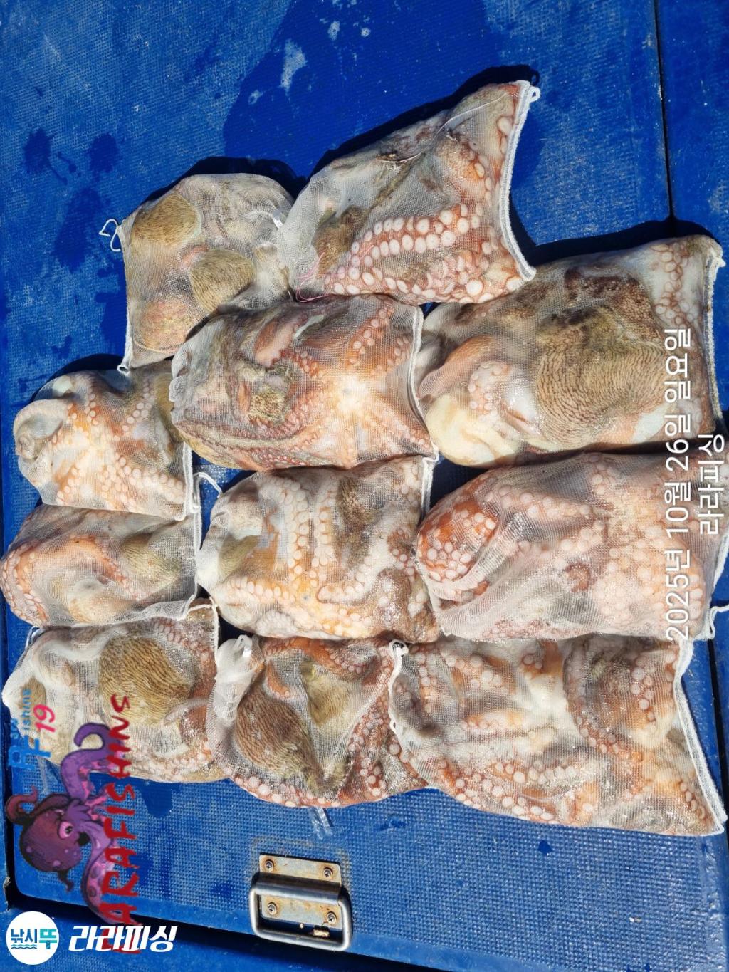 낚시뚜,돌문어,속천항(진해),라라피싱,낚시뚜17