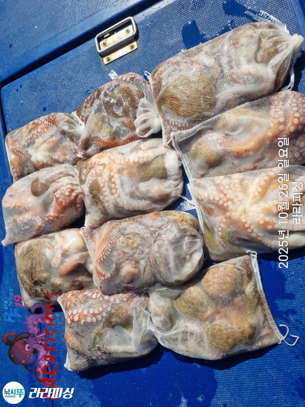 낚시뚜,돌문어,속천항(진해),라라피싱,낚시뚜14