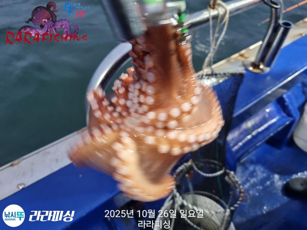 낚시뚜,돌문어,속천항(진해),라라피싱,낚시뚜12