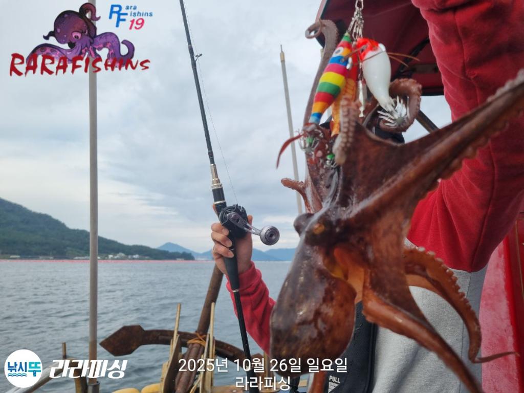 낚시뚜,돌문어,속천항(진해),라라피싱,낚시뚜5