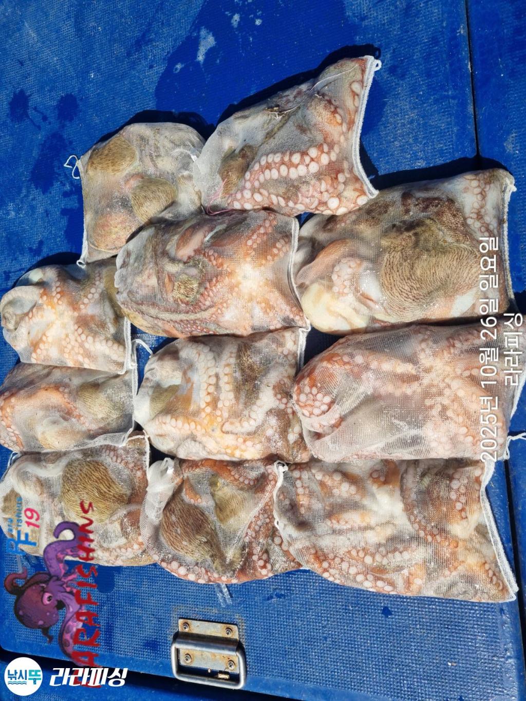 낚시뚜,돌문어,속천항(진해),라라피싱,낚시뚜14