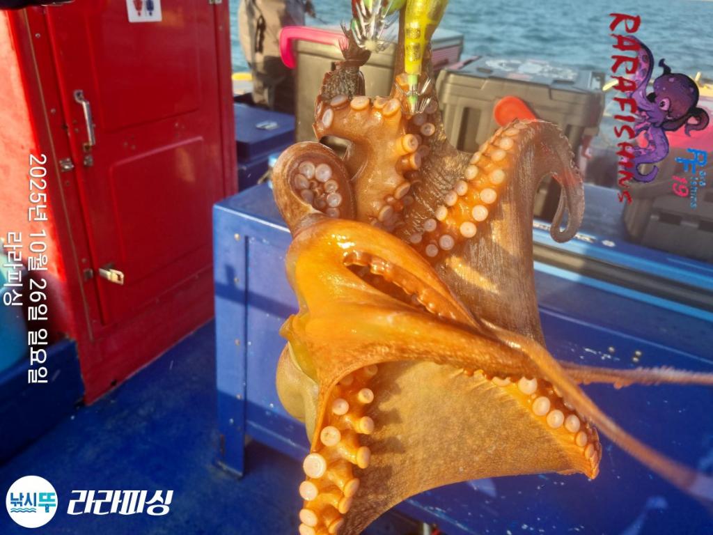 낚시뚜,돌문어,속천항(진해),라라피싱,낚시뚜6