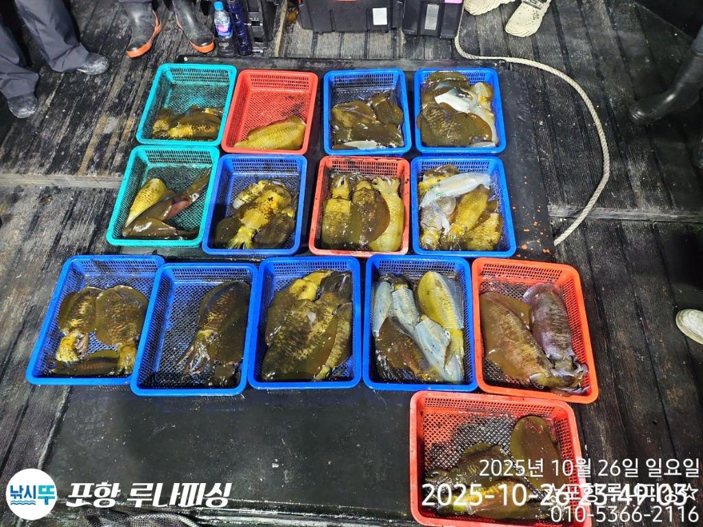 낚시뚜,무늬오징어,구룡포항,포항 루나피싱,낚시뚜7