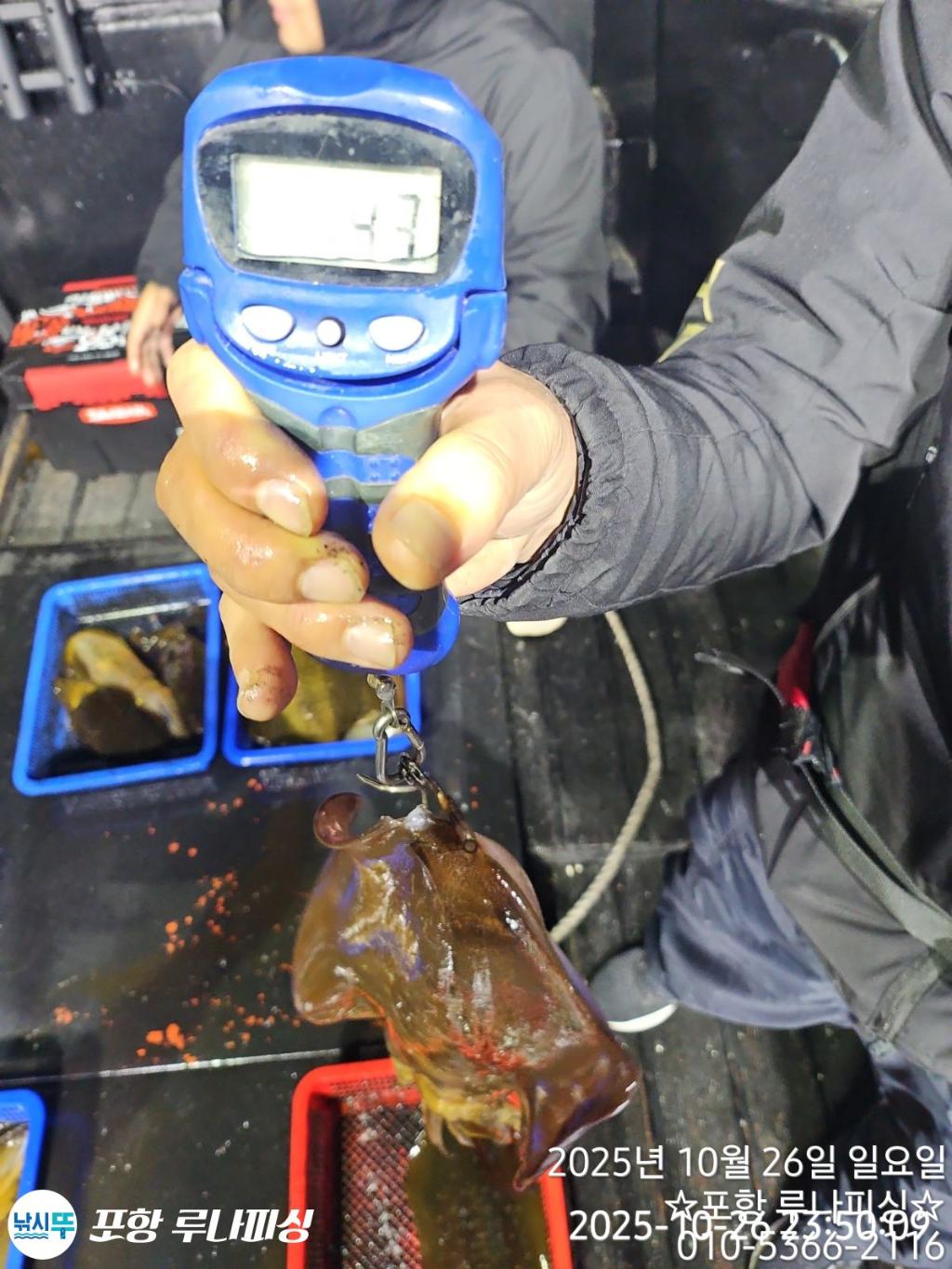 낚시뚜,무늬오징어,구룡포항,포항 루나피싱,낚시뚜4
