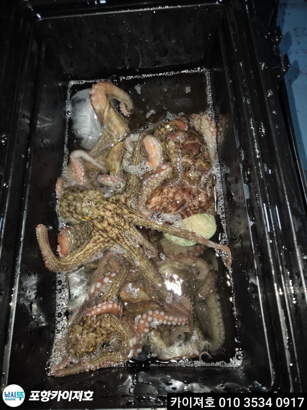 낚시뚜,기타 (직접입력),영일만항,포항카이져호,낚시뚜4