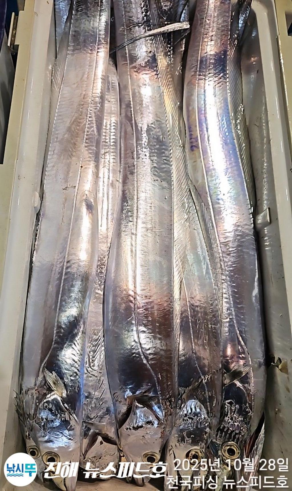 낚시뚜,,진해행암항,진해 뉴스피드호,낚시뚜15