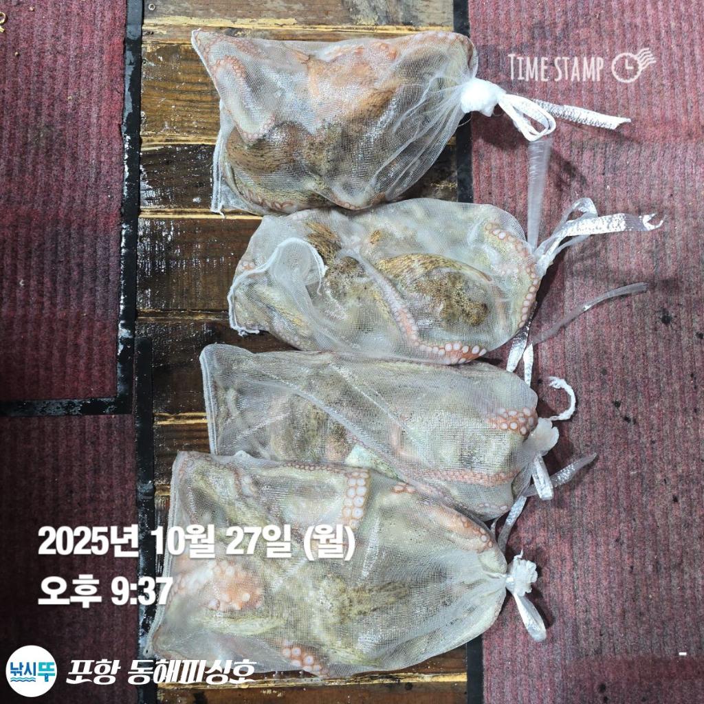 낚시뚜,돌문어,포항(운하관),포항 동해피싱호,낚시뚜10