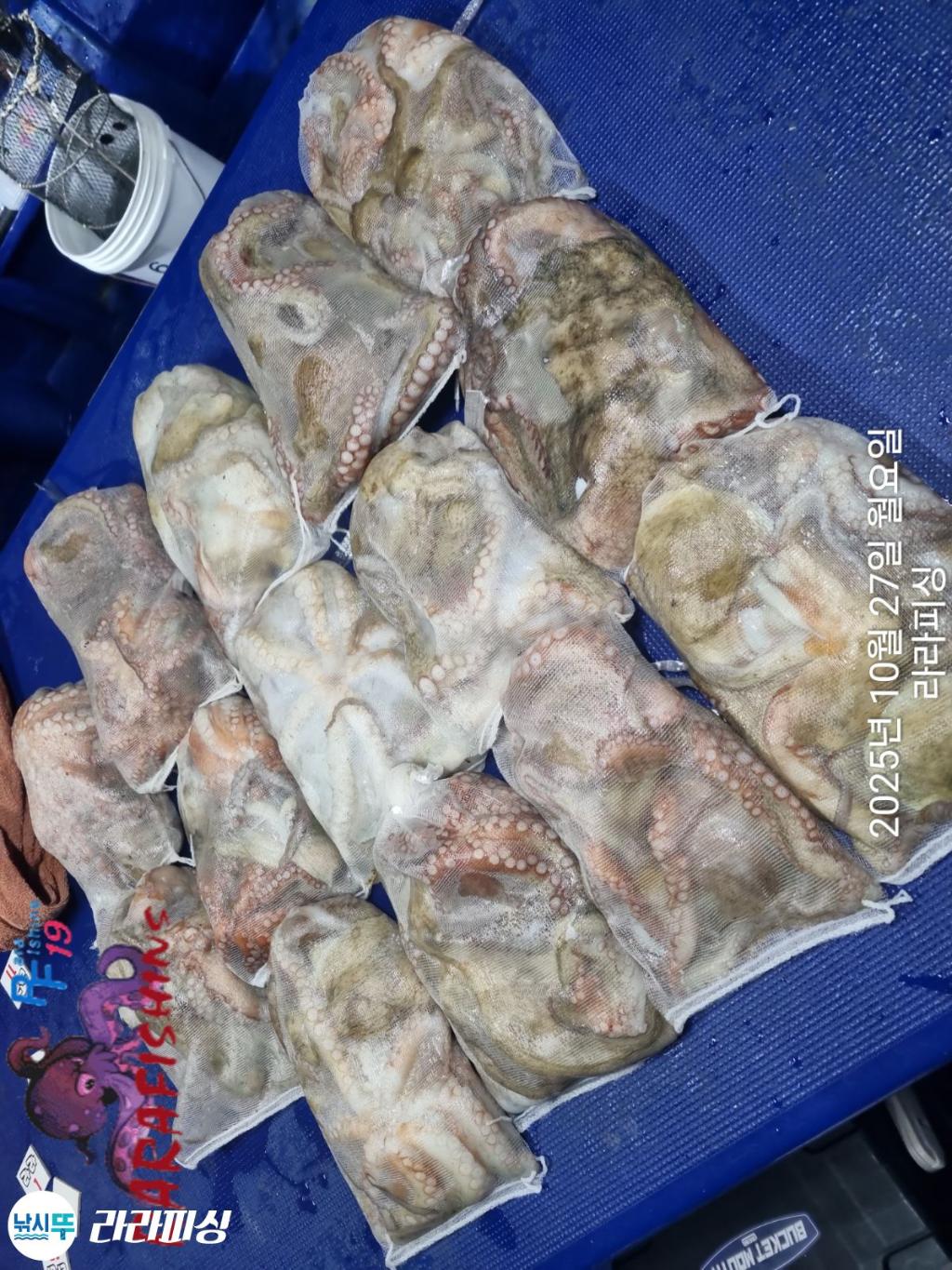 낚시뚜,돌문어,속천항(진해),라라피싱,낚시뚜14