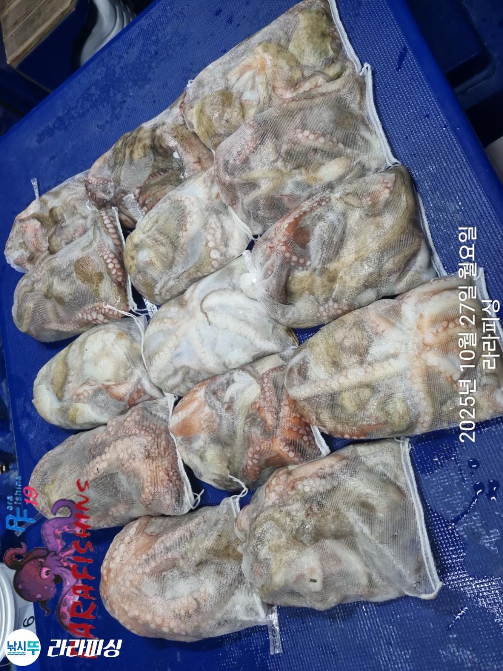 낚시뚜,돌문어,속천항(진해),라라피싱,낚시뚜13