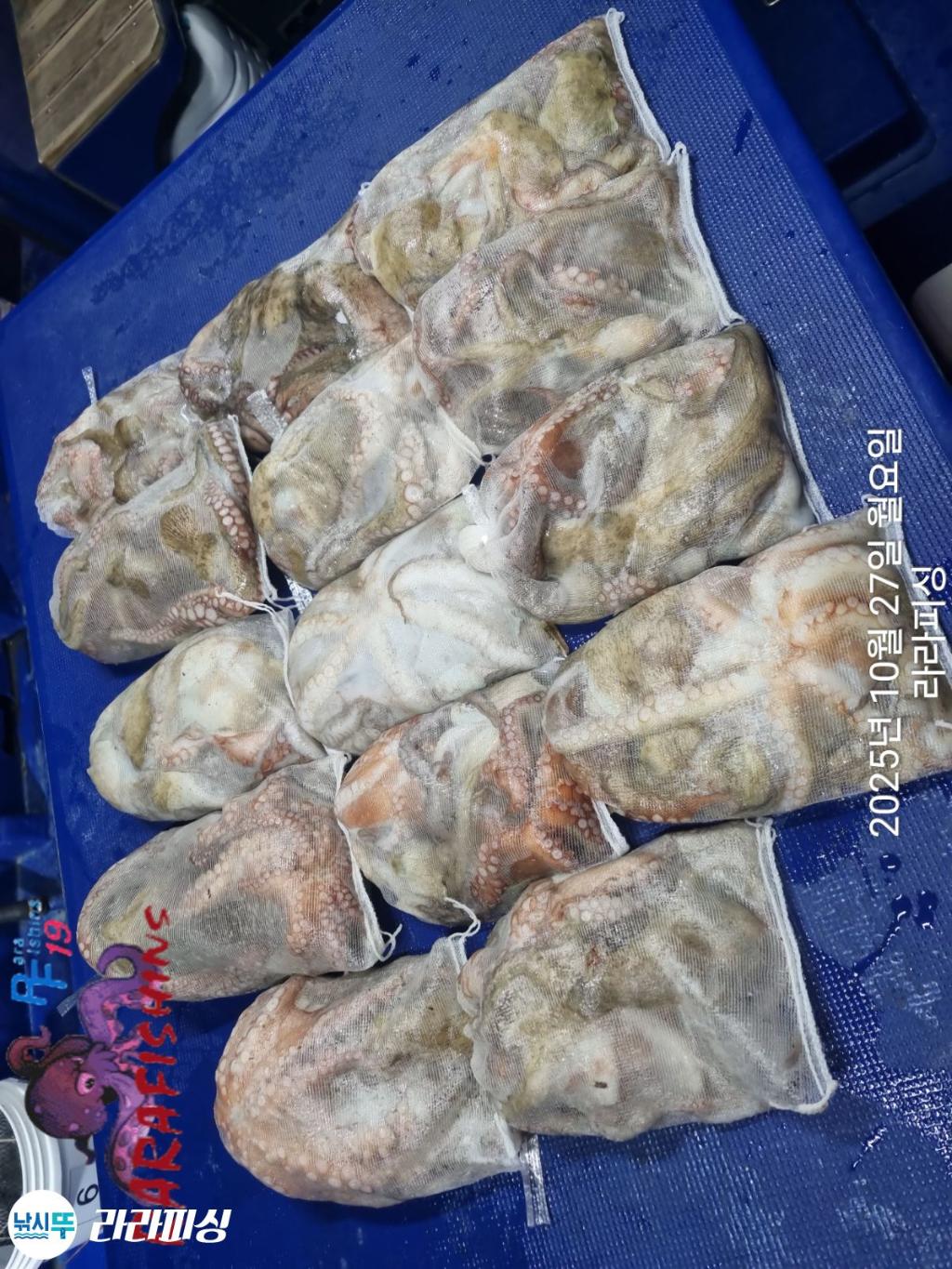 낚시뚜,돌문어,속천항(진해),라라피싱,낚시뚜12