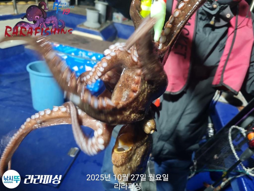 낚시뚜,돌문어,속천항(진해),라라피싱,낚시뚜3