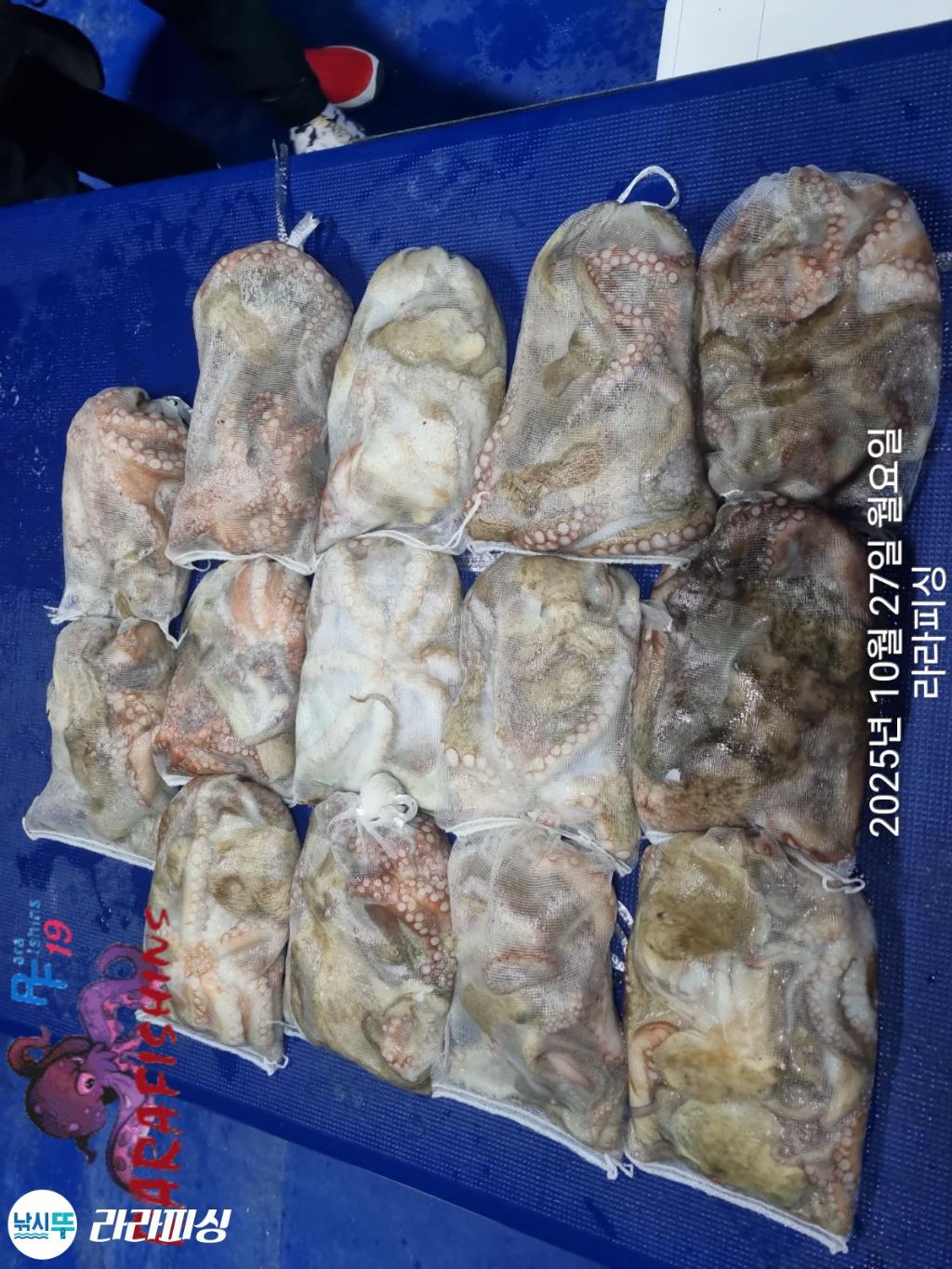 낚시뚜,돌문어,속천항(진해),라라피싱,낚시뚜8