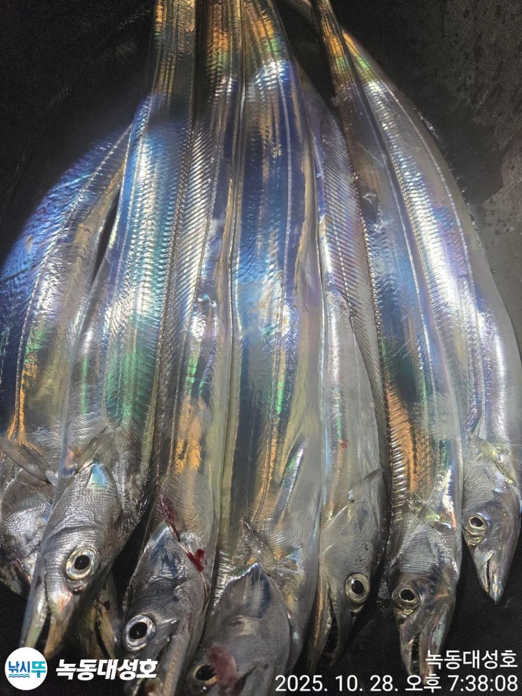 낚시뚜,갈치,녹동항,녹동대성호,낚시뚜9