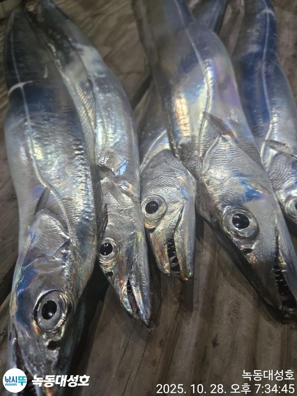 낚시뚜,갈치,녹동항,녹동대성호,낚시뚜8