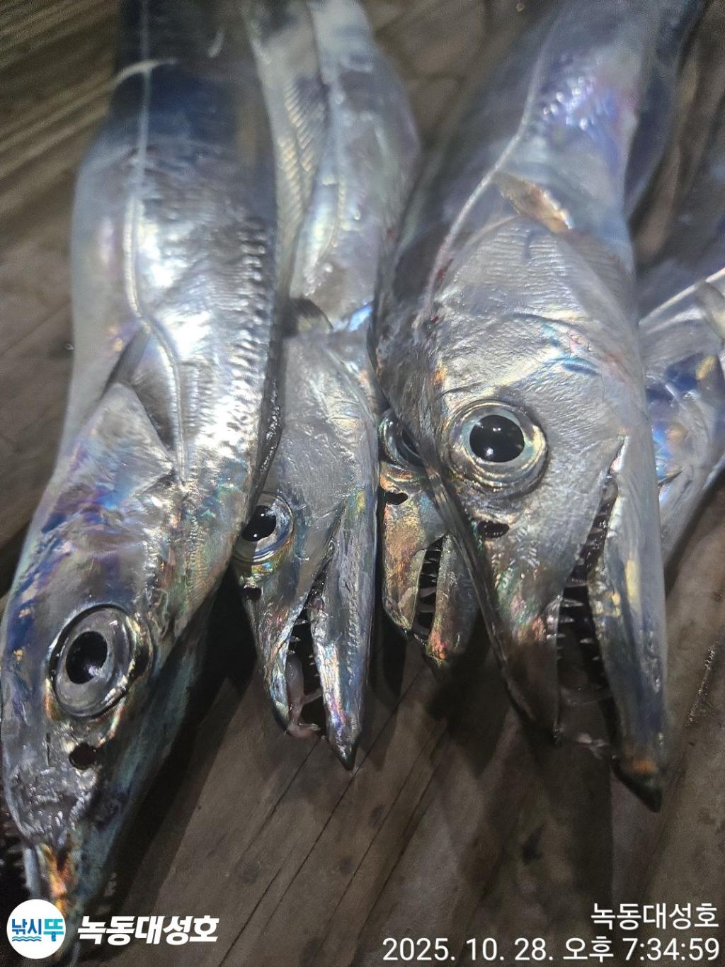 낚시뚜,갈치,녹동항,녹동대성호,낚시뚜7