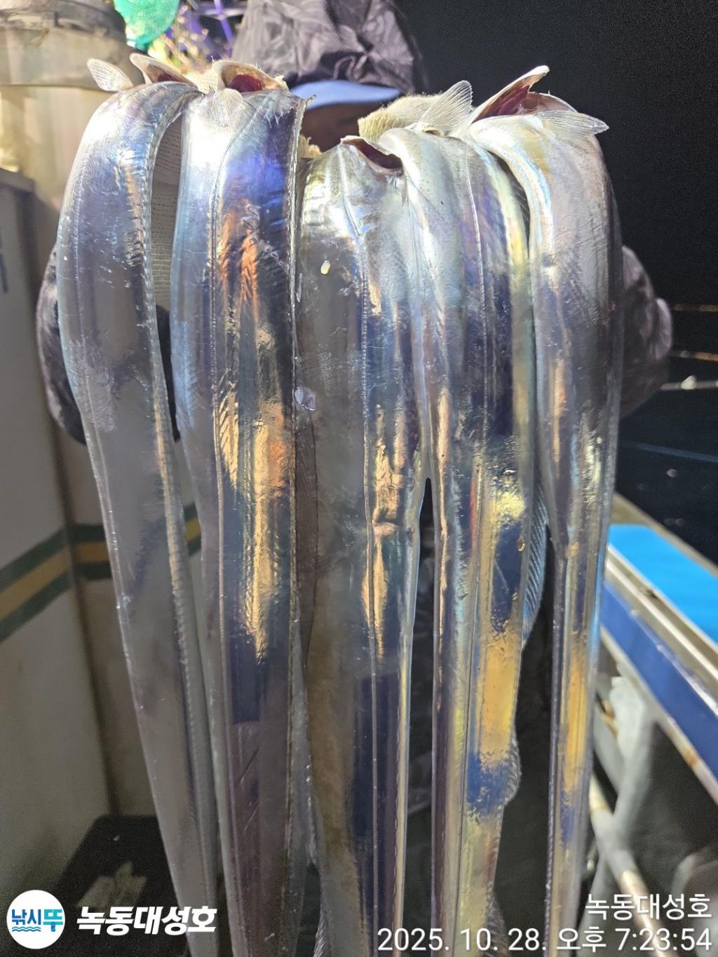 낚시뚜,갈치,녹동항,녹동대성호,낚시뚜6