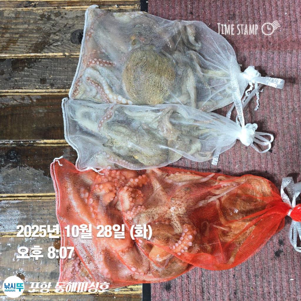 낚시뚜,돌문어,포항(운하관),포항 동해피싱호,낚시뚜5