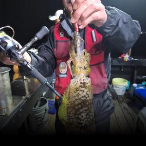 조황, 포항 무늬(팁런) 정상 출할 모집중! 여유석 많으니 문의 주세요!!