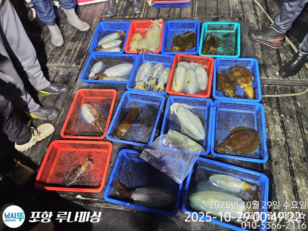 낚시뚜,무늬오징어,구룡포항,포항 루나피싱,낚시뚜17