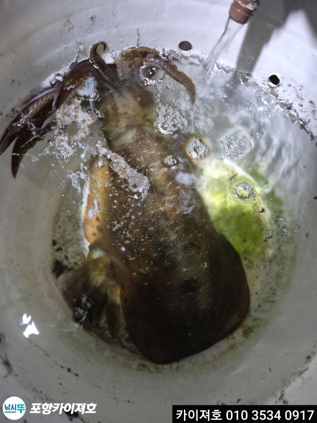 낚시뚜,기타 (직접입력),영일만항,포항카이져호,낚시뚜11