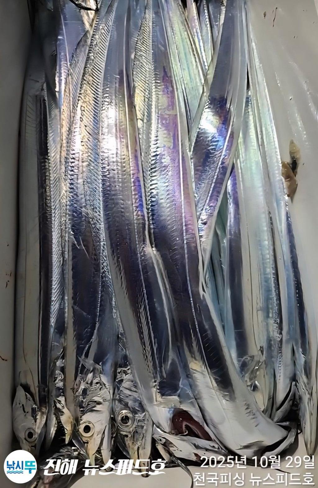 낚시뚜,갈치,진해행암항,진해 뉴스피드호,낚시뚜19