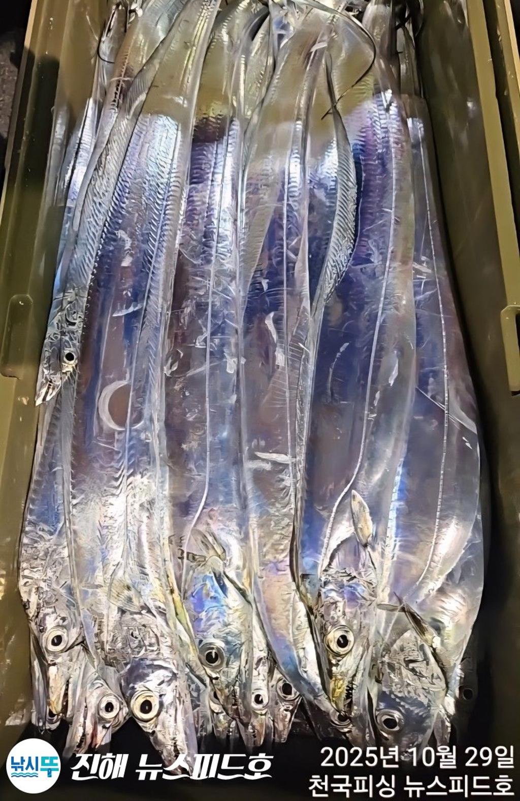 낚시뚜,갈치,진해행암항,진해 뉴스피드호,낚시뚜18