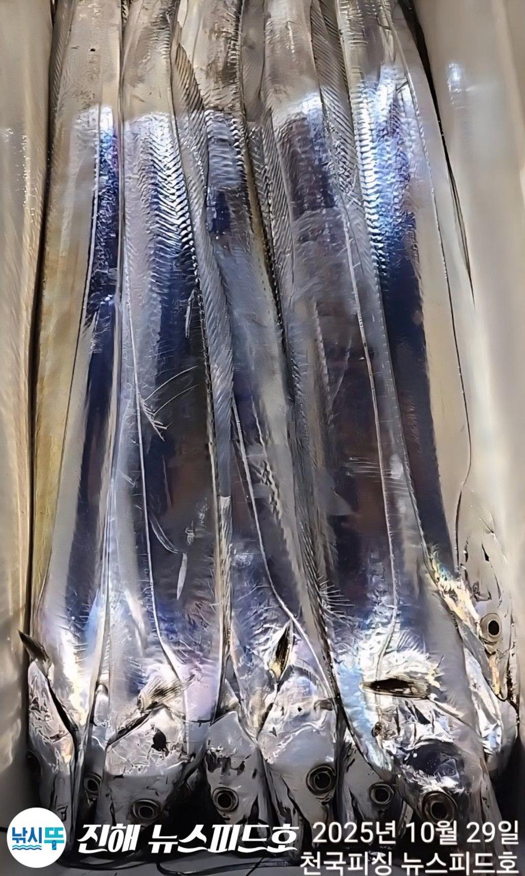 낚시뚜,갈치,진해행암항,진해 뉴스피드호,낚시뚜17