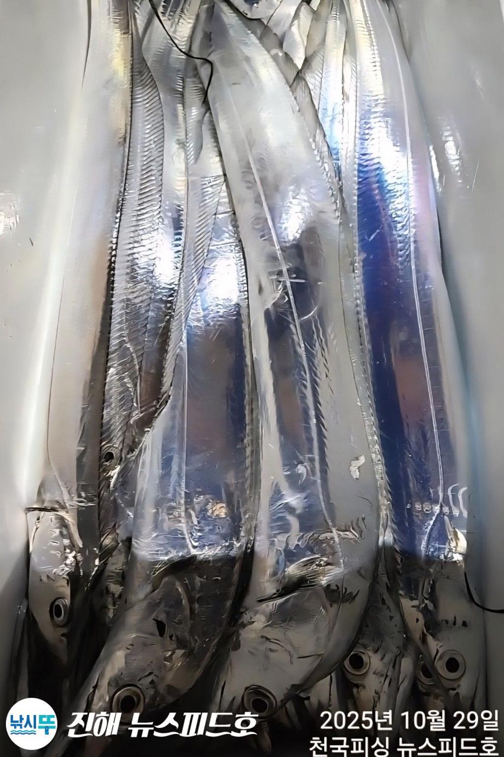 낚시뚜,갈치,진해행암항,진해 뉴스피드호,낚시뚜16