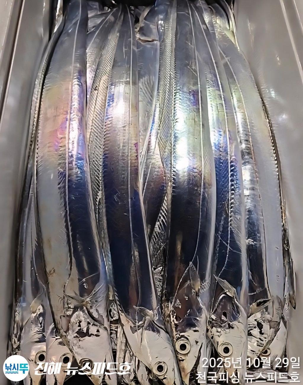 낚시뚜,갈치,진해행암항,진해 뉴스피드호,낚시뚜15