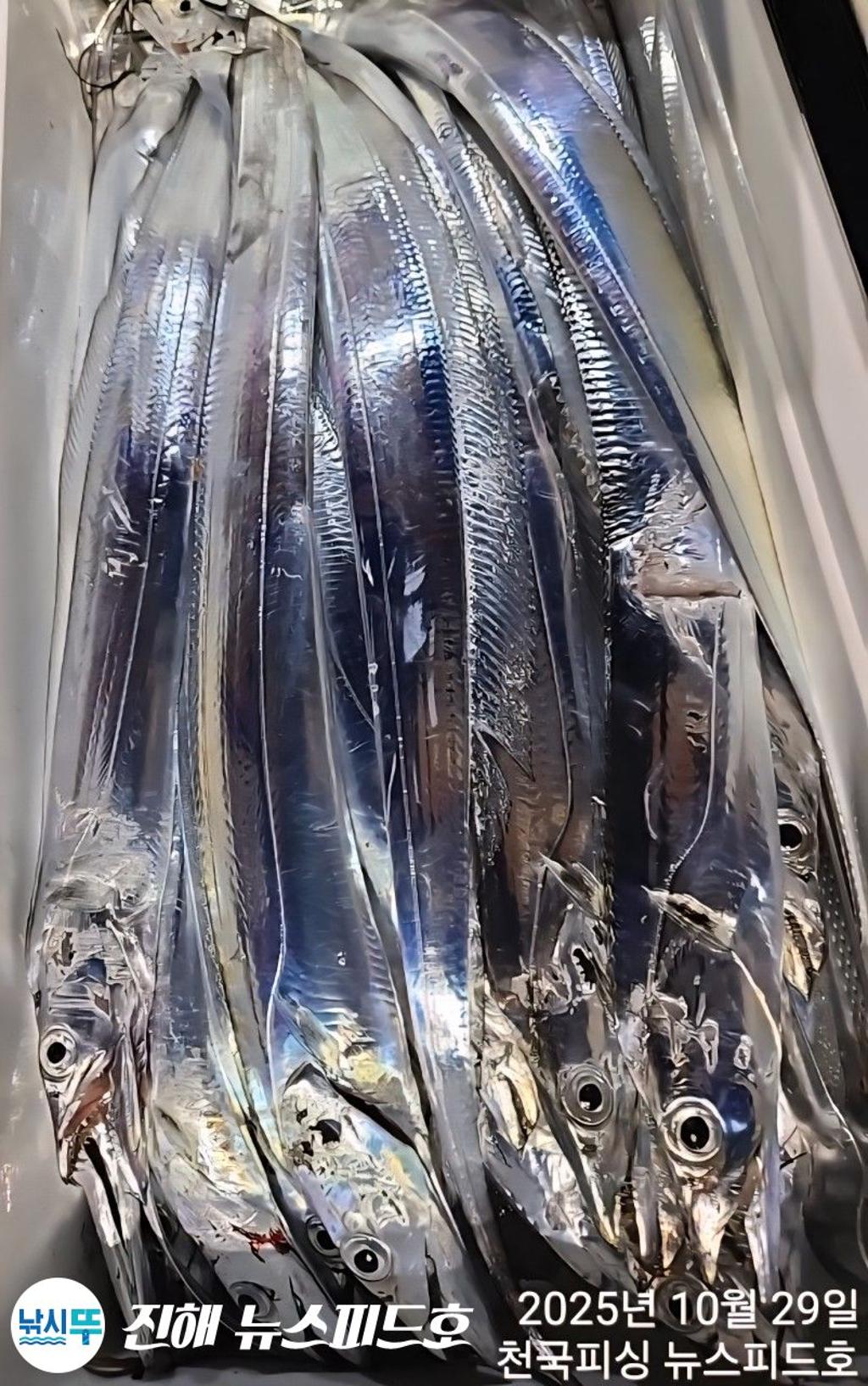 낚시뚜,갈치,진해행암항,진해 뉴스피드호,낚시뚜14