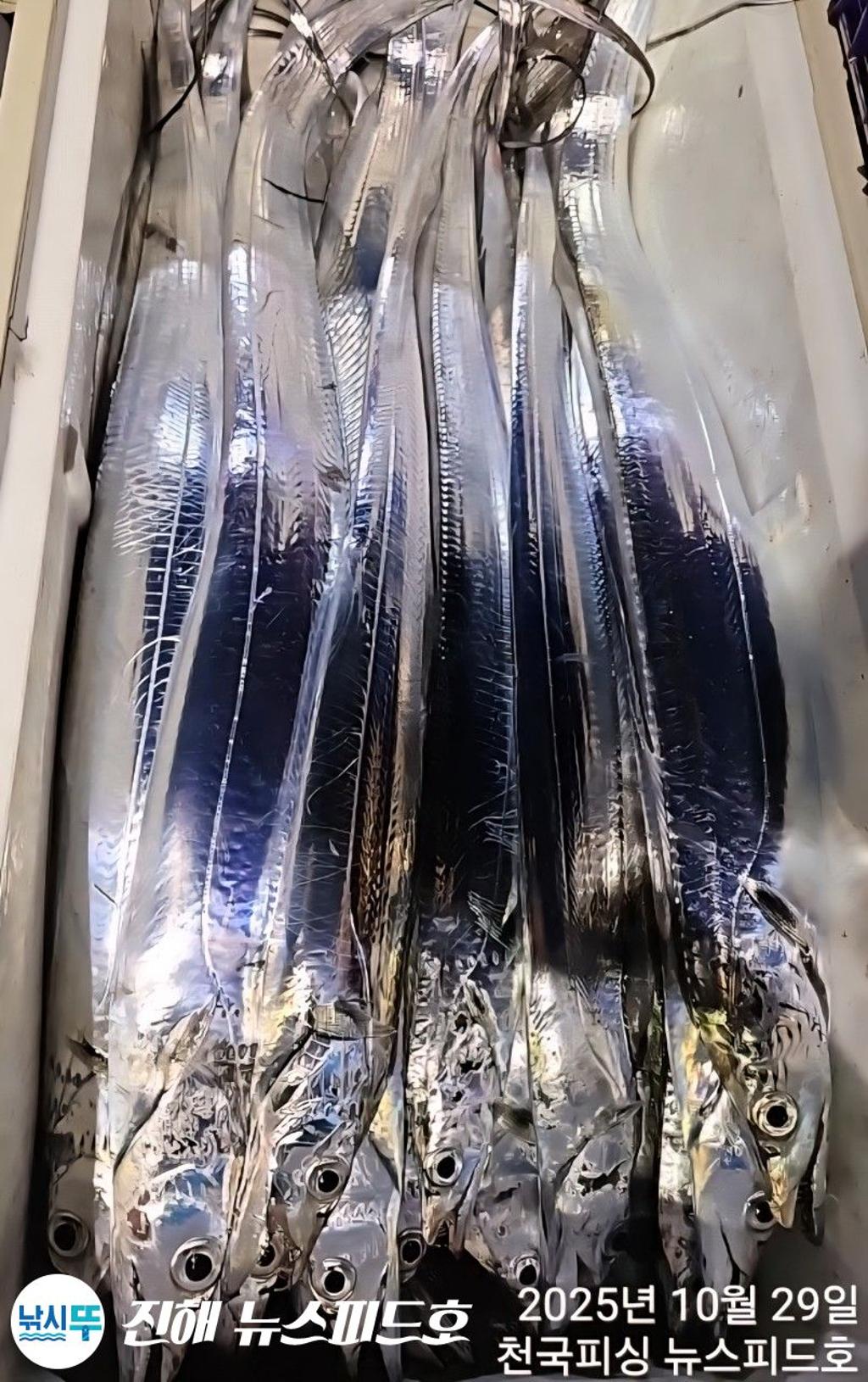 낚시뚜,갈치,진해행암항,진해 뉴스피드호,낚시뚜13