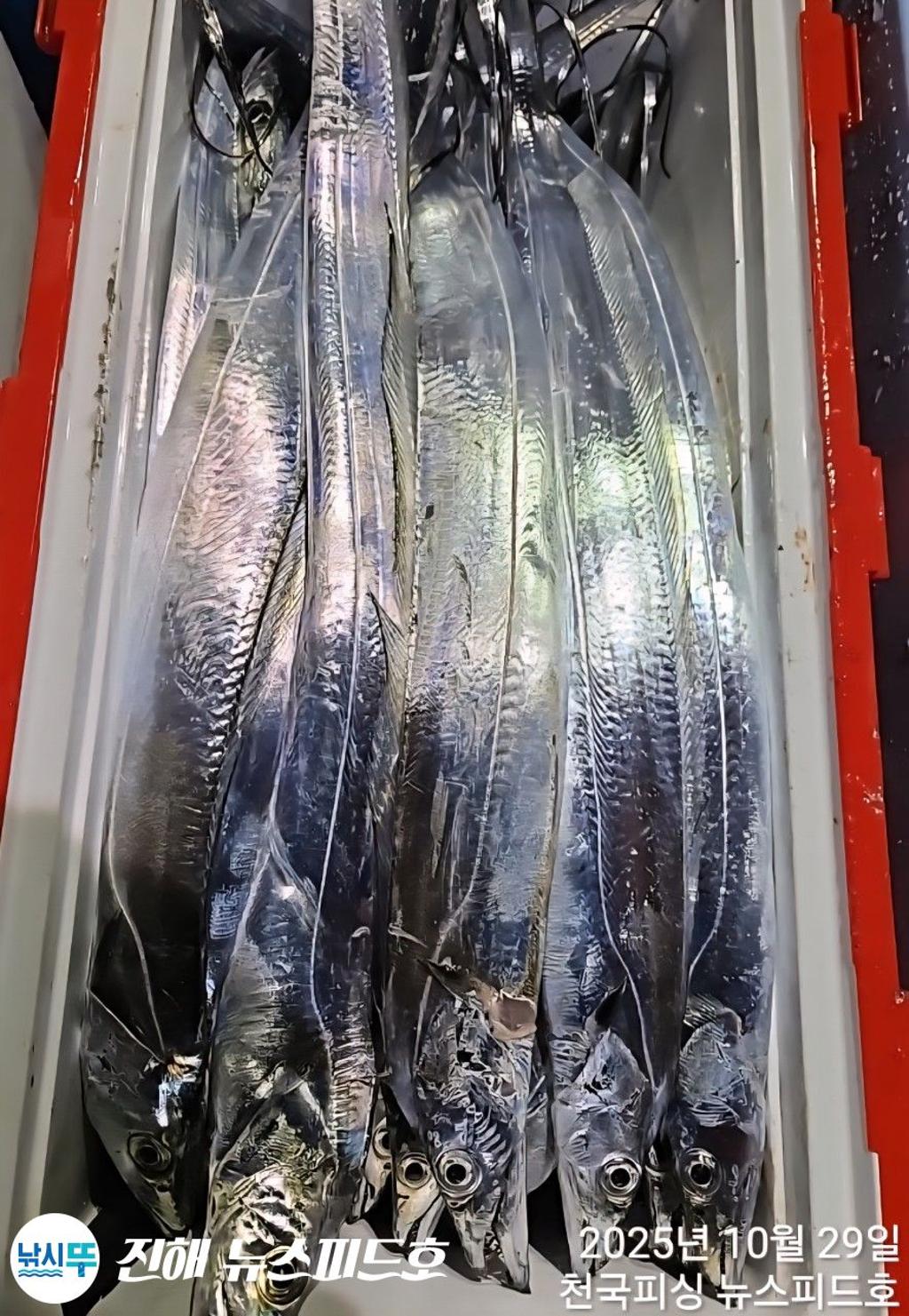 낚시뚜,갈치,진해행암항,진해 뉴스피드호,낚시뚜12