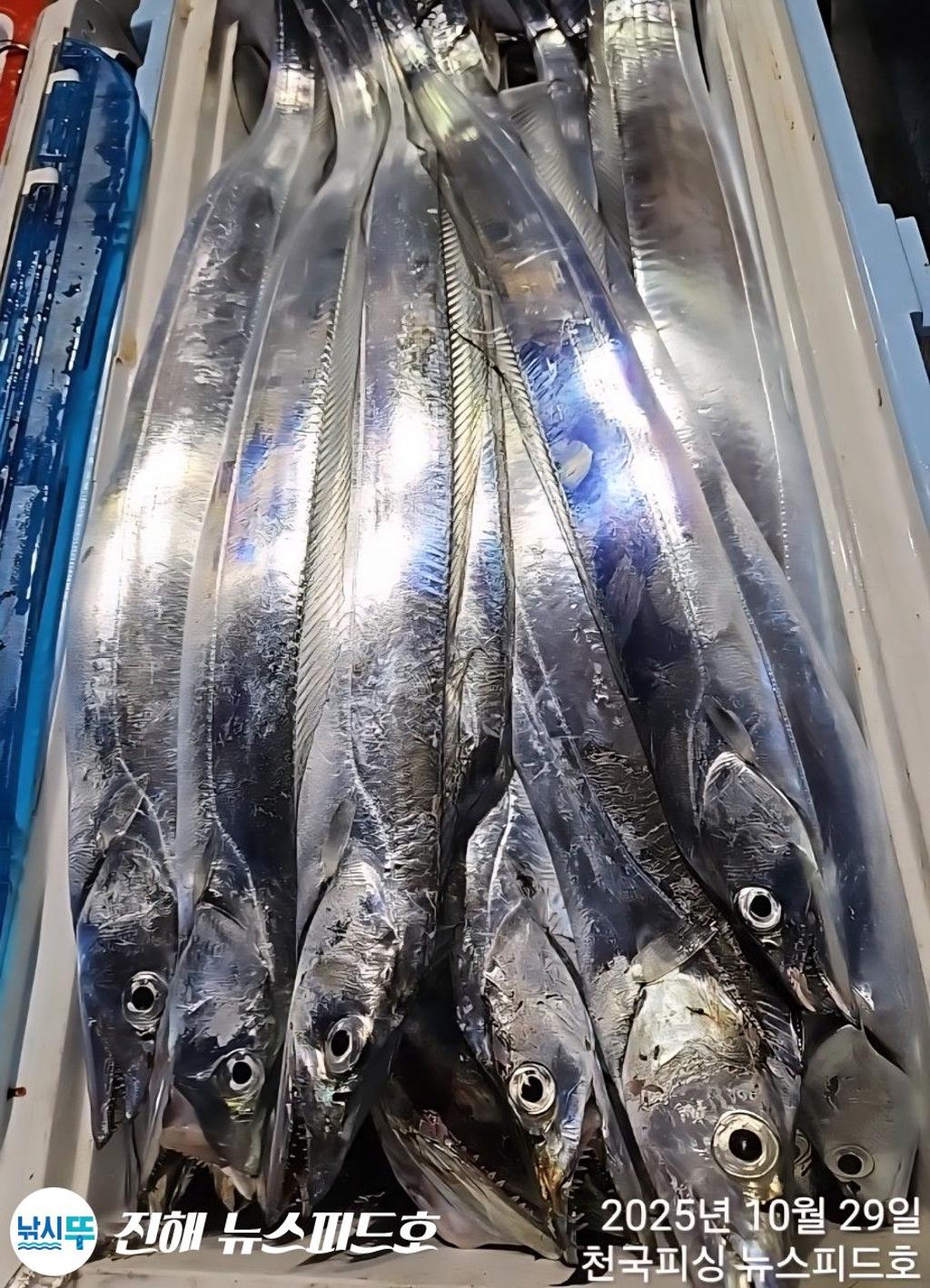 낚시뚜,갈치,진해행암항,진해 뉴스피드호,낚시뚜11