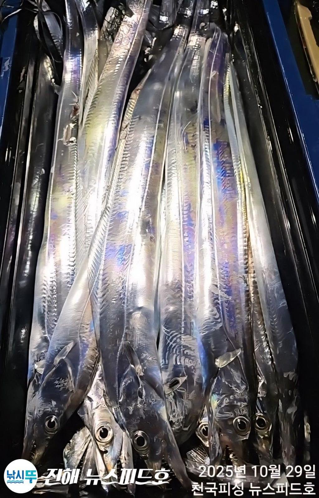 낚시뚜,갈치,진해행암항,진해 뉴스피드호,낚시뚜10