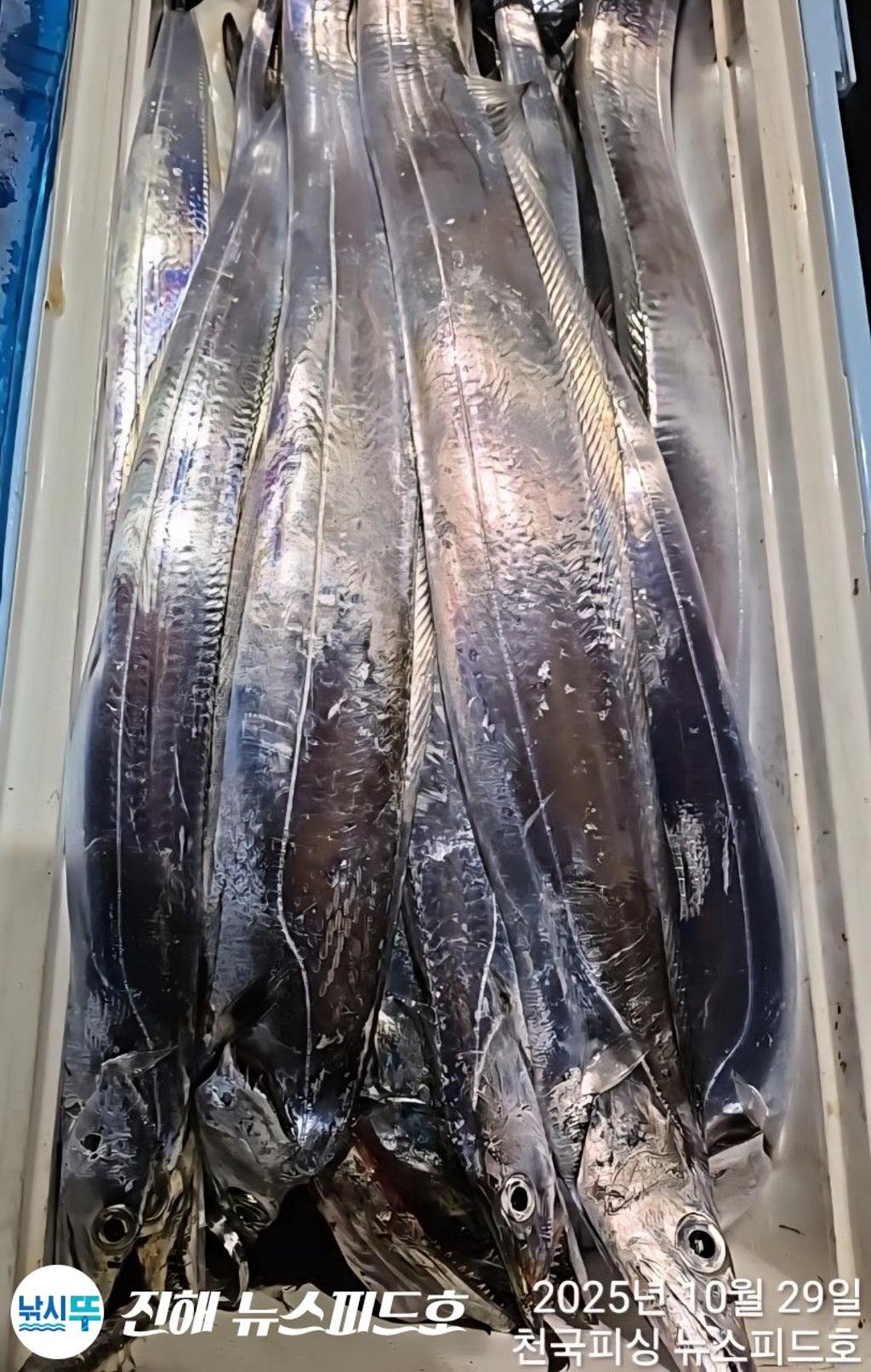 낚시뚜,갈치,진해행암항,진해 뉴스피드호,낚시뚜9