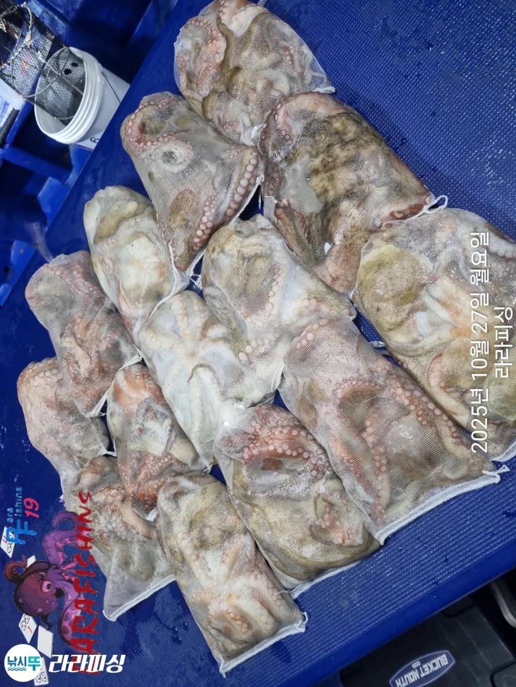 낚시뚜,돌문어,속천항(진해),라라피싱,낚시뚜13