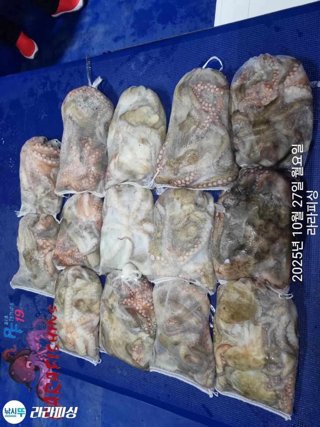 낚시뚜,돌문어,속천항(진해),라라피싱,낚시뚜9