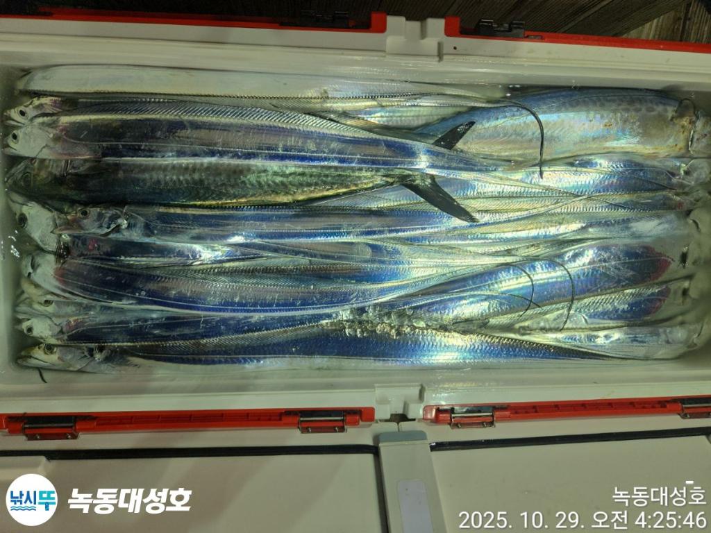 낚시뚜,갈치,녹동항,녹동대성호,낚시뚜68