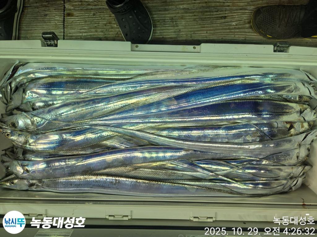 낚시뚜,갈치,녹동항,녹동대성호,낚시뚜67