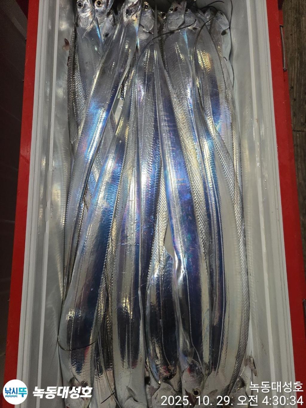 낚시뚜,갈치,녹동항,녹동대성호,낚시뚜66